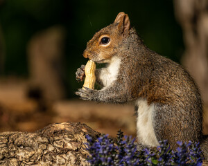 Squirrel eating peanut