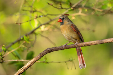 Female Northern cardinal (Cardinalis cardinalis)