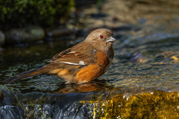Female Eastern Towhee Bathing