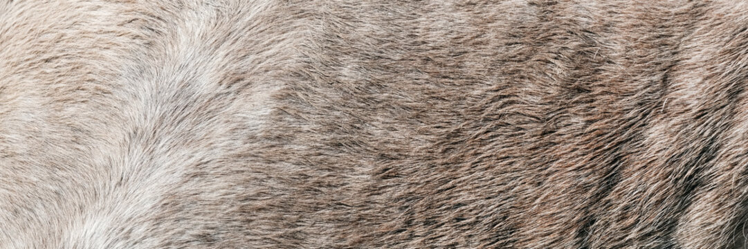 The texture of a grey spotted horse animal coat. Grey and white hair horse skin - real genuine natural fur, free space for text. Horsehide close up. Grey fur texture - abstract background.