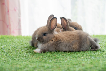Adorable baby rabbits ears bunny sitting together on the green grass. Family tiny furry baby brown white bunny rabbits playful on the meadow. Easter family animal pet bunny concept.