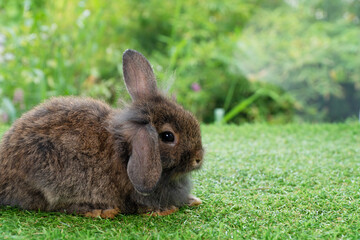 Adorable fluffy baby bunny rabbit sitting on green grass over natural background. Furry cute wild-animal single spring time at outdoor. Lovely fur baby rabbit bunny on meadow. Easter animal pet concep