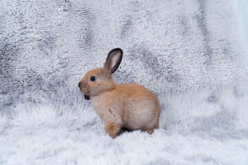 Lovely healthy baby rabbit ear bunny sitting on grey background. Little tiny furry brown grey infant bunny bright eyes rabbit watching something sitting on carpet white background. Easter animal pet.