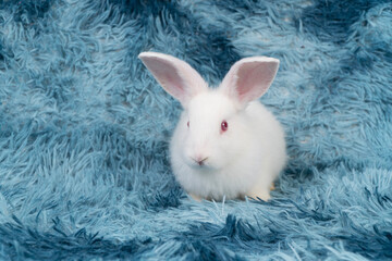 Lovely healthy baby rabbit ear bunny sitting playful on blue background. Little tiny furry white infant bunny bright eyes rabbit watching something on carpet blue background. Easter animal pet.