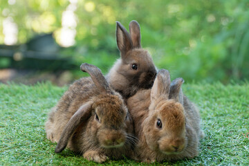 Cuddly furry rabbit bunny brown with family sitting and playful together on green grass over natural background. Group of family baby bunny spring time on lawn. Easter newborn bunny family pet concept