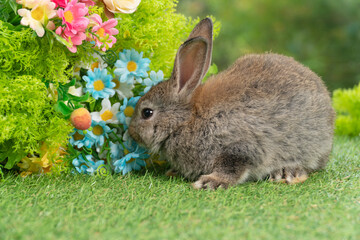 Lovely rabbit ears bunny sitting playful on green grass with flowers over spring time nature background. Little baby rabbit brown bunny curiosity standing playful on meadow summer background. Easter