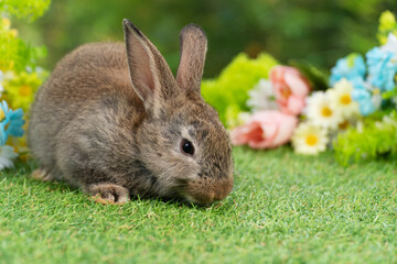 Lovely rabbit ears bunny sitting playful on green grass with flowers over spring time nature background. Little baby rabbit brown bunny curiosity standing playful on meadow summer background. Easter