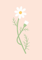 Delicate chamomile flower hand-drawn vector illustration. Cute daisy on a light pink background. Floral clipart.