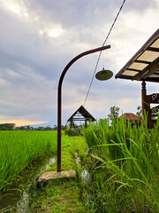 Fototapeta na wymiar View of the edge of the rice fields with traditional javanese wooden house or gazebo or hut. Selective focus