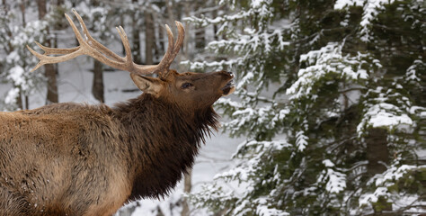 Survival Instincts, Captivating Photo of a Beautiful Male Elk with Antlers Scenting the Air, Alert and Ready for Hunting Season.  Wildlife Photography. 