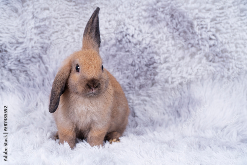 Wall mural Lovely healthy baby rabbit ear bunny sitting on grey background. Little tiny furry brown grey infant bunny bright eyes rabbit watching something sitting on carpet white background. Easter animal pet.