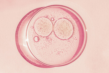 Petri dish. Petri's cup with liquid. Chemical elements, oil, cosmetics. Gel, water, molecules, viruses. Close-up. On a pink background.