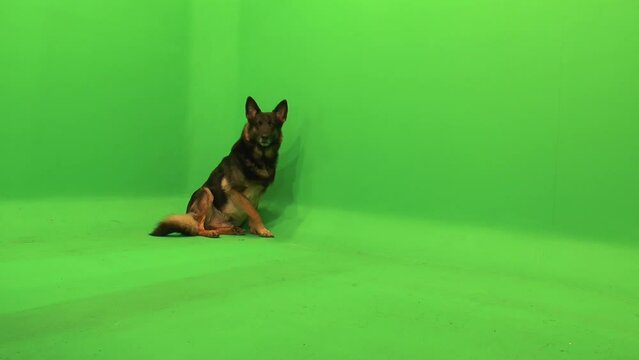 German Shepherd, GSD Stands, Sits, Lays Down, Happy, Happy Dog, Green Screen