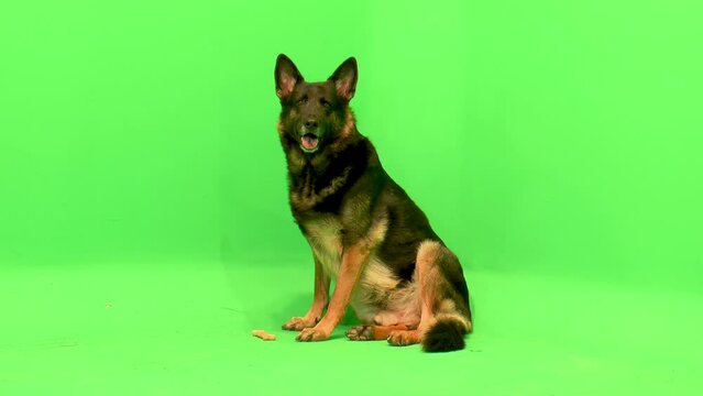 German Shepherd, German Shepherd Sitting, Dog Sitting Down, GSD Sitting With Treat, Shakes Head, Walks Off, Full Body, Happy Dog, Green Screen