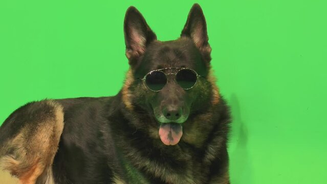 German Shepherd with Sunglasses, Closeup Dog with Sunglasses, GSD Sunglasses, Close Up, Happy, Panting, Dog with Glasses, Green Screen