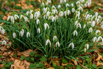 spring snowdrops in the snow