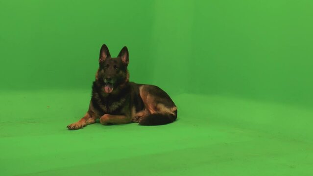 German Shepherd, GSD Laying Down, Happy Expression, Happy Dog, Green Screen