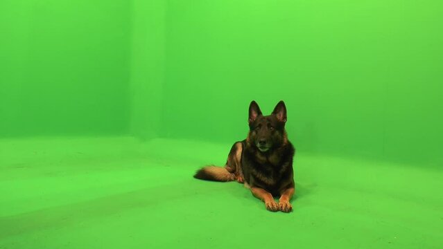 German Shepherd, GSD Laying Down, Sits Up, Walks out of Frame, Happy, Green Screen
