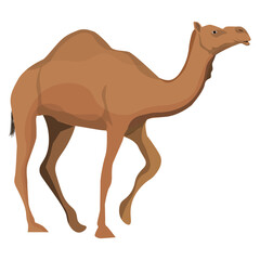 dromedary camel isolated on white background. Vector illustration. 