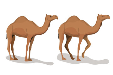 Set of dromedary camels isolated on white background. Vector illustration. 