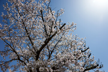 桜・満開・青空・春・日本・快晴・太陽・逆光