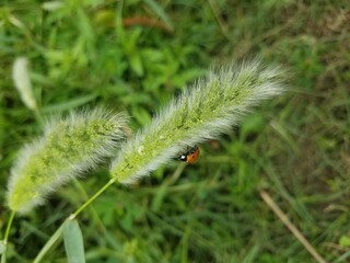 caterpillar on a leaf