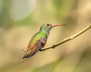 hummingbird perched on a tree branch