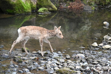 水辺を歩く鹿
