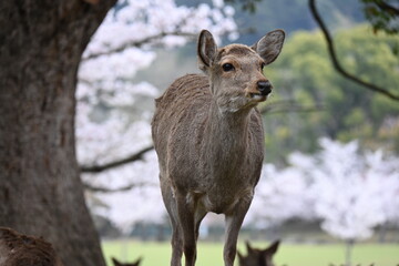 こっちを向く鹿