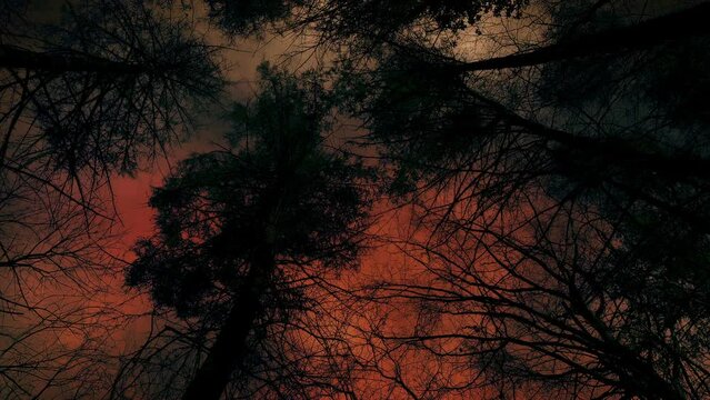 WW3 Fiery Sky Over Dark Trees Above POV