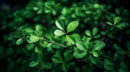 Natural Green Foliage Desk Background with Beautiful Depth of Field Effect 16:9, created using Generative AI