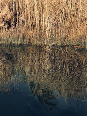 Bayou Cane Water Reflections - 587494372