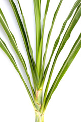 Sugar cane leaves on white background.