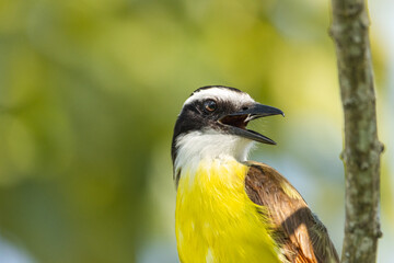 Portrait of bird perched in garden