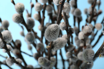 Beautiful blooming willow branches on light blue background, closeup © New Africa