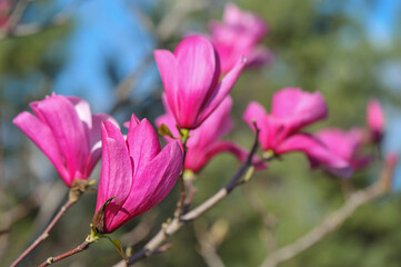 Fototapeta na wymiar The branche of blooming purple magnolia at the sunny day