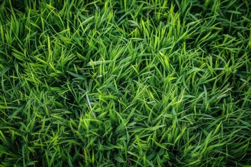 Obraz premium Background with texture and pattern of green, natural grass. Generative AI