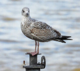 The European herring gull (Larus argentatus), perched by the Thames river in London.