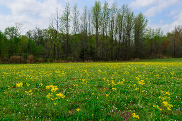 Field Of Yellow Wildflowers-1704