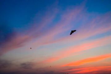 Fototapeta na wymiar 夕焼けの空を飛び交うコウモリのシルエット