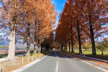 Obraz premium ちょうど見頃のメタセコイヤ並木の黄葉トンネル＠マキノ、滋賀