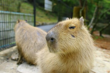 カピバラ