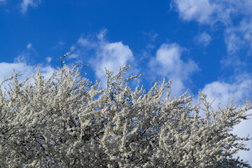 Blooming cherry tree 