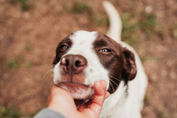 Cute dog portrait