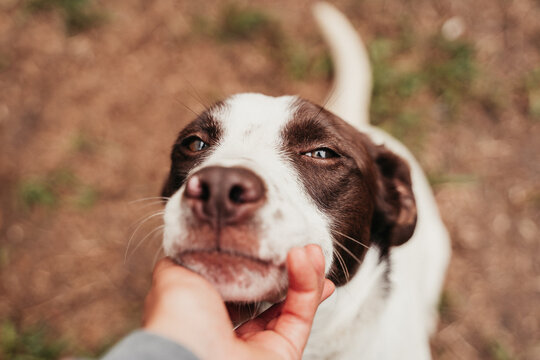 Cute dog portrait