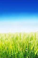 Fototapeta na wymiar Blue sky over green fields