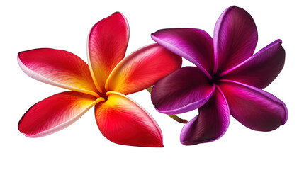 Illustration of beautiful Plumeria tropical flower blossoms in red and purple. Isolated. Created using Generative AI.
