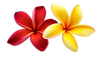 Illustration of beautiful Plumeria tropical flower blossoms in red and yellow. Isolated. Created using Generative AI.