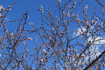 Blooming cherry tree 
