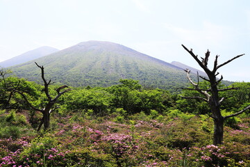 鹿ヶ原の枯れた木と山の見えるツツジの景色